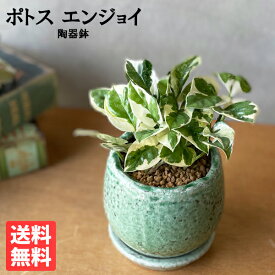 ポトス エンジョイ グリーン アンティークテラコッタ鉢植え 観葉植物 ミニ 卓上 陶器鉢 丈夫で簡単 送料無料