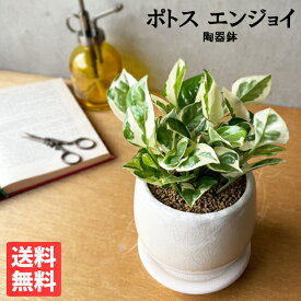 ポトス エンジョイ 白色鉢植え アンティークテラコッタ 観葉植物 ミニ 卓上 小さい 丈夫で簡単 送料無料