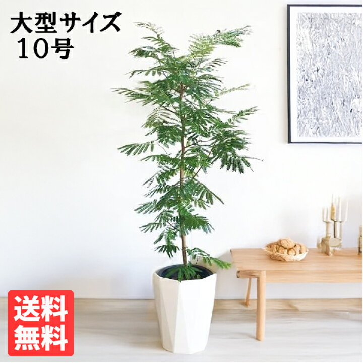 楽天市場】観葉植物 大型 エバーフレッシュ 夜になると眠る木 10号 