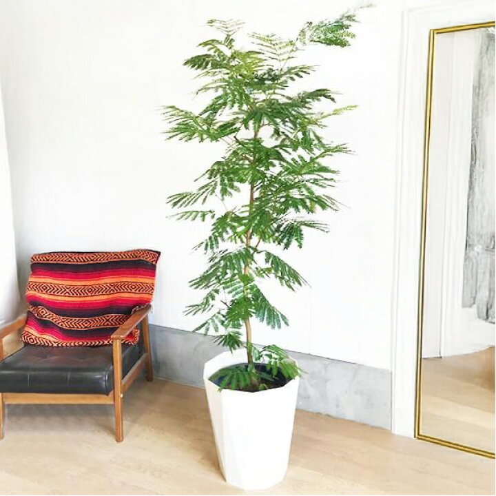楽天市場】観葉植物 大型 エバーフレッシュ 夜になると眠る木 10号 