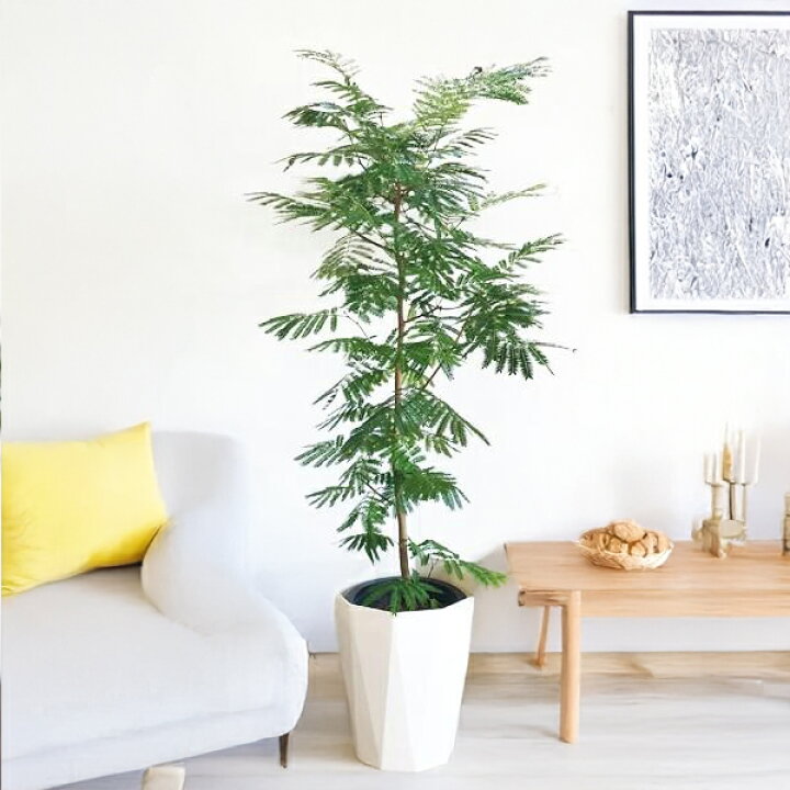 楽天市場】観葉植物 大型 エバーフレッシュ 夜になると眠る木 10号 