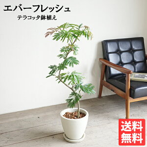 エバーフレッシュ 花」の人気商品一覧 | 安い商品を通販サイトから探す 