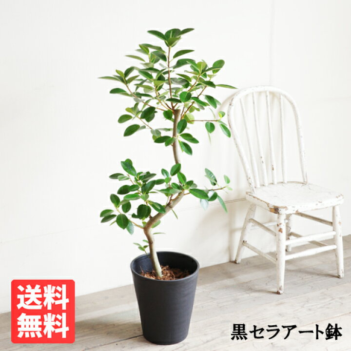 楽天市場 フランスゴム S字仕立て フランスゴムの木 ループ樹形 観葉植物 ブラックセラアート鉢 フィカスルビギノーサ 送料無料 花 ガーデン Diy 花 観葉植物 インテリア 観葉植物のthe Green
