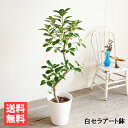 フランスゴムの木 S字仕立て ループ樹形 観葉植物 ホワイトセラアート鉢 フィカスルビギノーサ 送料無料 花 ガーデン DIY 花 観葉植物 インテリア