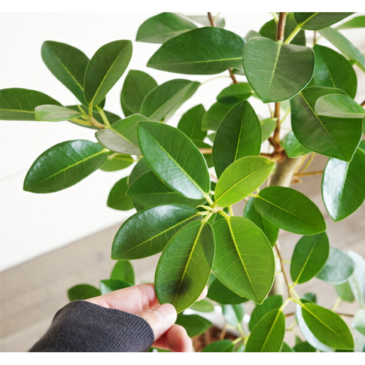 楽天市場 フランスゴム S字仕立て フランスゴムの木 ループ樹形 観葉植物 ホワイトセラアート鉢 フィカスルビギノーサ 送料無料 花 ガーデン Diy 花 観葉植物 インテリア 観葉植物のthe Green