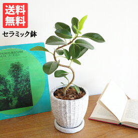 観葉植物 フランスゴム 美カーブ樹形 ハンドメイド セラミック鉢植え 中型 お祝い 高級感あり フィカスルビギノーサ