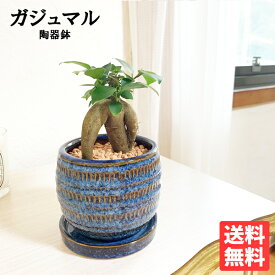 観葉植物 小さい ガジュマル 藍色の陶器鉢植え 卓上サイズ ミニ bonsaibowl 送料無料 ブルー 青 おしゃれ ガジュマルの木 多幸の木 ミニ 小型 フィカス ゴムの木 インテリア ガジュマロ 商売繁盛
