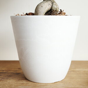 ガジュマル Lサイズ ボタニーポット ホワイト ダークグレー 幸福をもたらす木 観葉植物 ギフト 御祝 おしゃれ 送料無料 ガジュマロ インテリア 商売繁盛