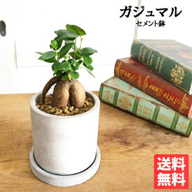 ガジュマル アッシュグレー鉢植え セメントポット 観葉植物 ミニ 卓上 小型 小さい セメント鉢植え がじゅまる 送料無料 商売繁盛