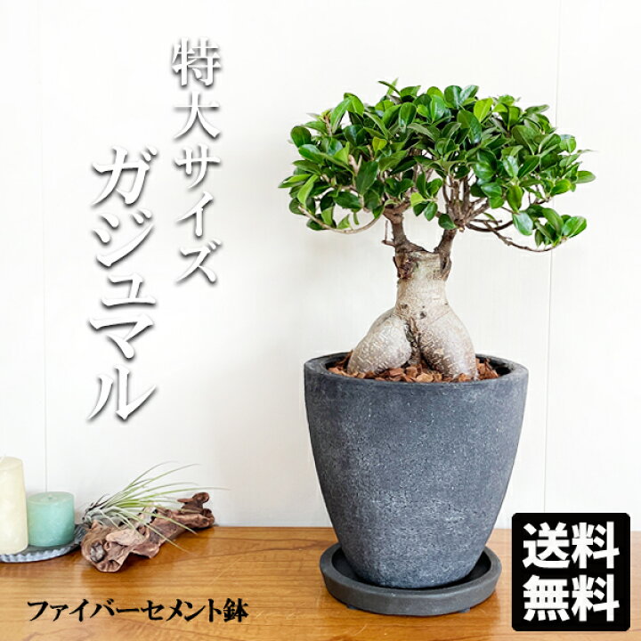 楽天市場 ガジュマル 特大 ファイバーポット植え ブラック 幸せを呼ぶ多幸の木 縁起物 送料無料 観葉植物 大型 インテリア ガジュマロ ガジュマルの木 観葉植物のthe Green