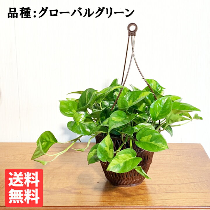 楽天市場 ポトス グローバルグリーン 吊り鉢 観葉植物 珍しい品種 丈夫 吊るす 吊り 観葉植物 ハンギング 丈夫で簡単 送料無料 観葉植物 のthe Green