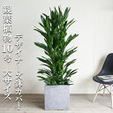 観葉植物 大型 法人宛送料無料 グローカル 10号 キューブ型 デザイナーズ 高級鉢カバー付 アッシュグレー 10号鉢 大サイズ ドラセナ コルジリネ 目隠し 寒さに強い