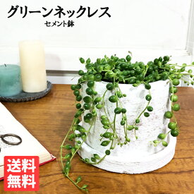 観葉植物 小さい グリーンネックレス 白色鉢植え セメントホワイト ミニ 卓上 セメントポット 緑の鈴 送料無料