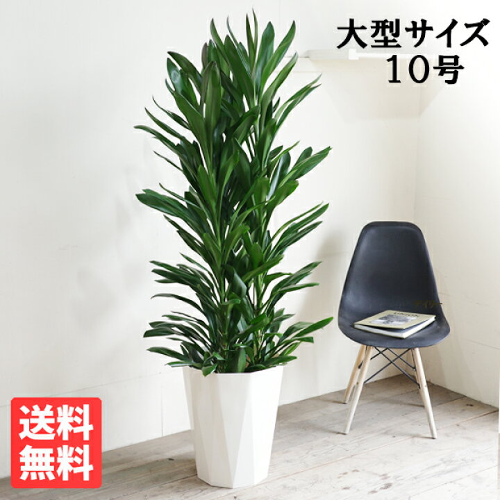 楽天市場 グローカル コルジリネ ドラセナ 10号 法人様送料無料 観葉植物 おしゃれ 尺鉢 大型 大鉢 10号鉢 大サイズ 大きいサイズ インテリア 寒さに強い 日陰に強い 目隠し 観葉植物のthe Green