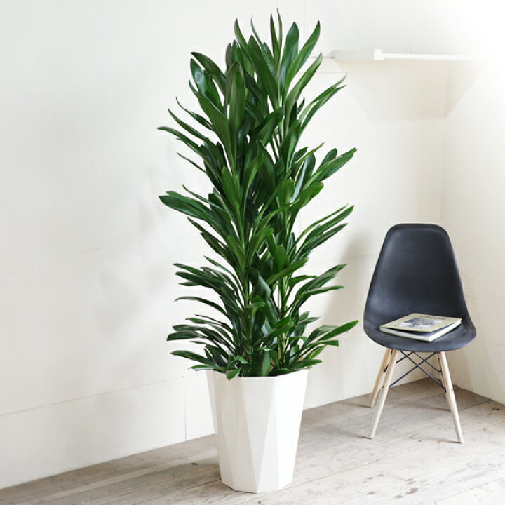 楽天市場】観葉植物 大型 グローカル コルジリネ ドラセナ 10号 法人様 