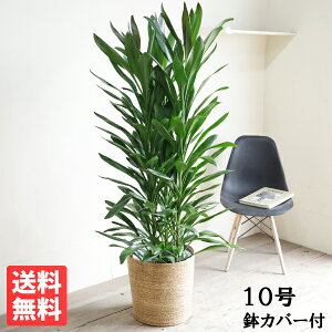 観葉植物 大型 法人宛送料無料 グローカル 10号 やわらかいかご付き 10号鉢 大サイズ ドラセナ コルジリネ 目隠し 寒さに強い