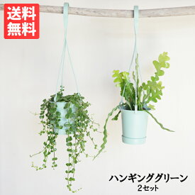 観葉植物 小さい 吊り下げ 2セット 鉢付き ハンギング 吊り鉢 丈夫 吊るす 吊り プラントハンガー 丈夫で簡単 送料無料