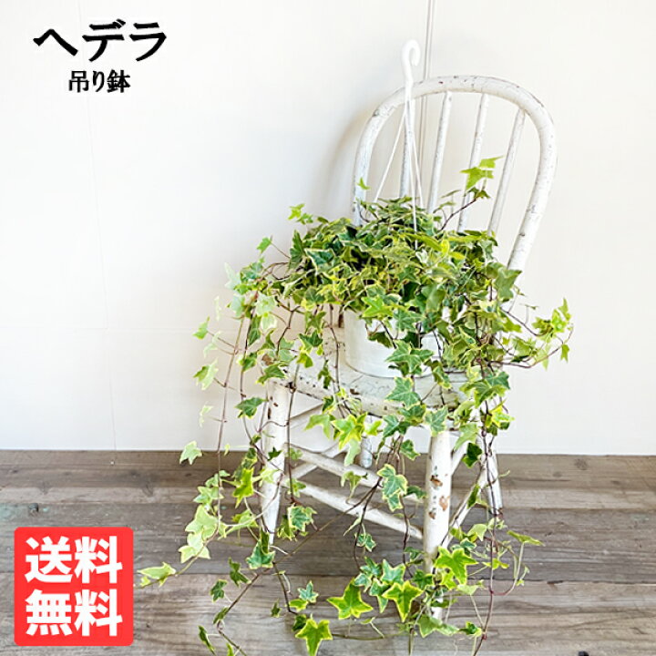楽天市場 ヘデラ アイビー ヘリックス 吊り鉢 観葉植物 おしゃれ インテリア 吊り下げ ハンギング つる 観葉植物のthe Green
