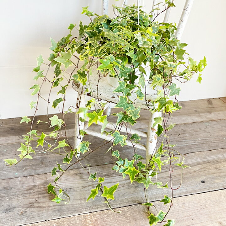 楽天市場 ヘデラ アイビー ヘリックス 吊り鉢 観葉植物 おしゃれ インテリア 吊り下げ ハンギング つる 観葉植物のthe Green