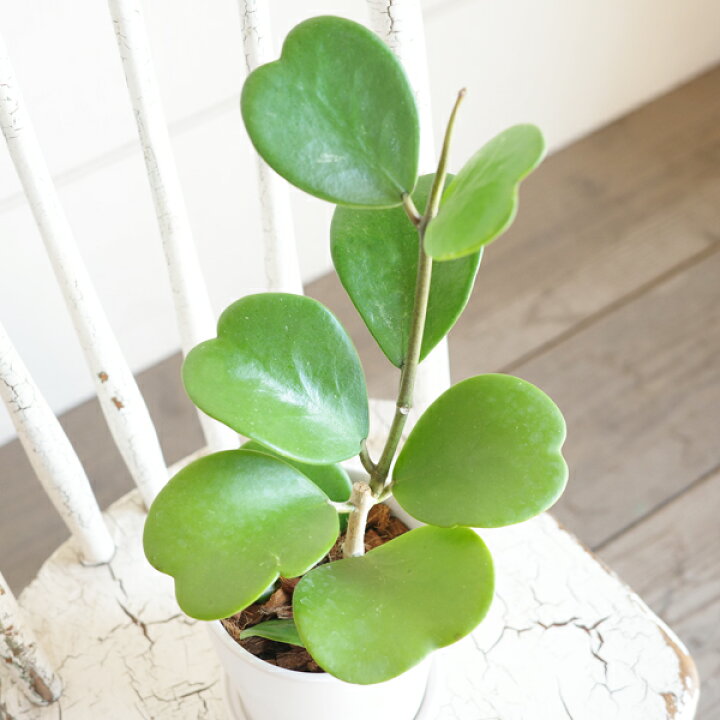 楽天市場】ホヤ カーリー ハートホヤ 観葉植物 多肉植物 小さい 弦あり 