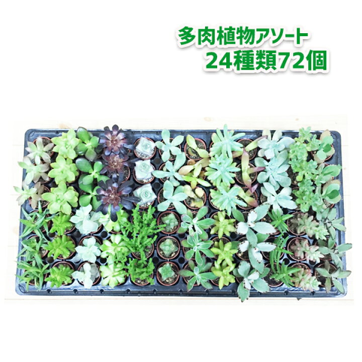 楽天市場 多肉植物 ７２個入り ２４種類 アソートセット ミニ鉢植え 送料無料 寄せ植え ハオルチア セダム 観葉植物のthe Green