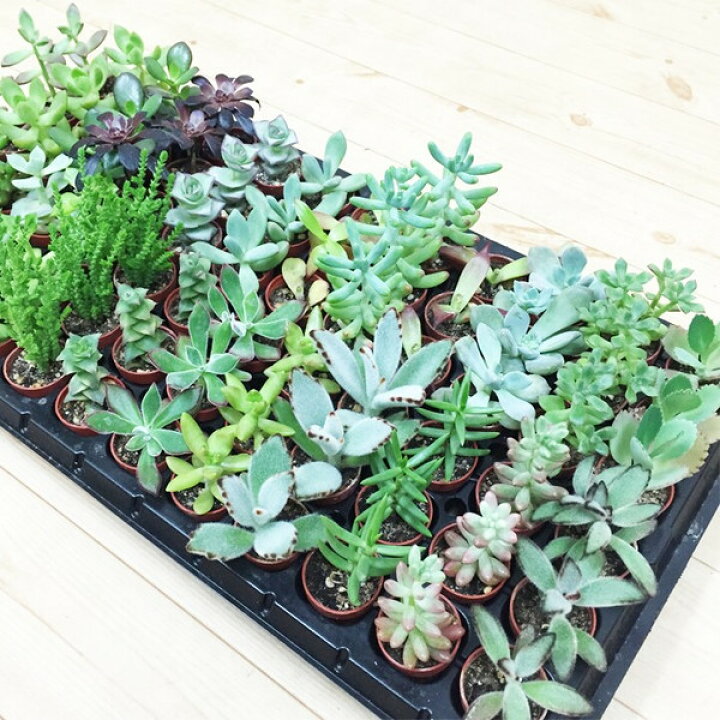楽天市場 多肉植物 72個入り 24種類 アソートセット ミニ鉢植え 送料無料 寄せ植え ハオルチア セダム 観葉植物のthe Green 楽天市場 多肉植物 72個入り 24種類 アソートセット ミニ鉢植え 送料無料 寄せ植え ハオルチア セダム 観葉植物のthe Green