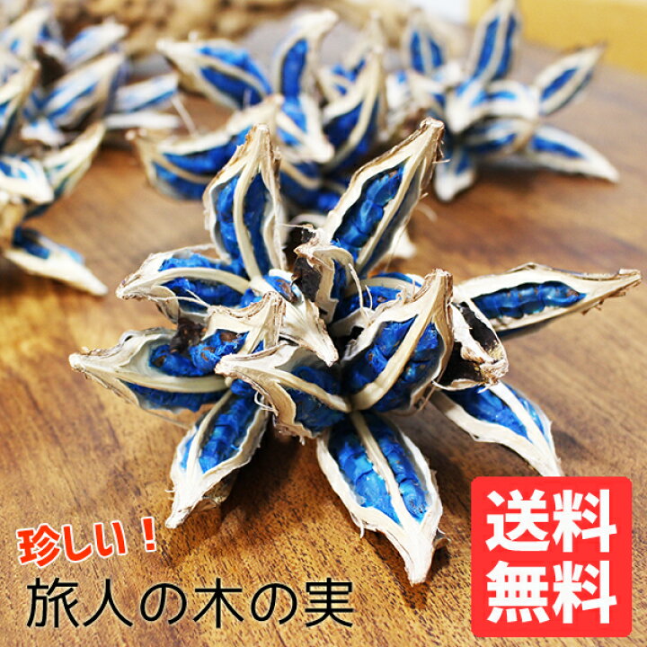 楽天市場】観葉植物 小さい 旅人の木の実 種 希少 レア植物 オブジェ 