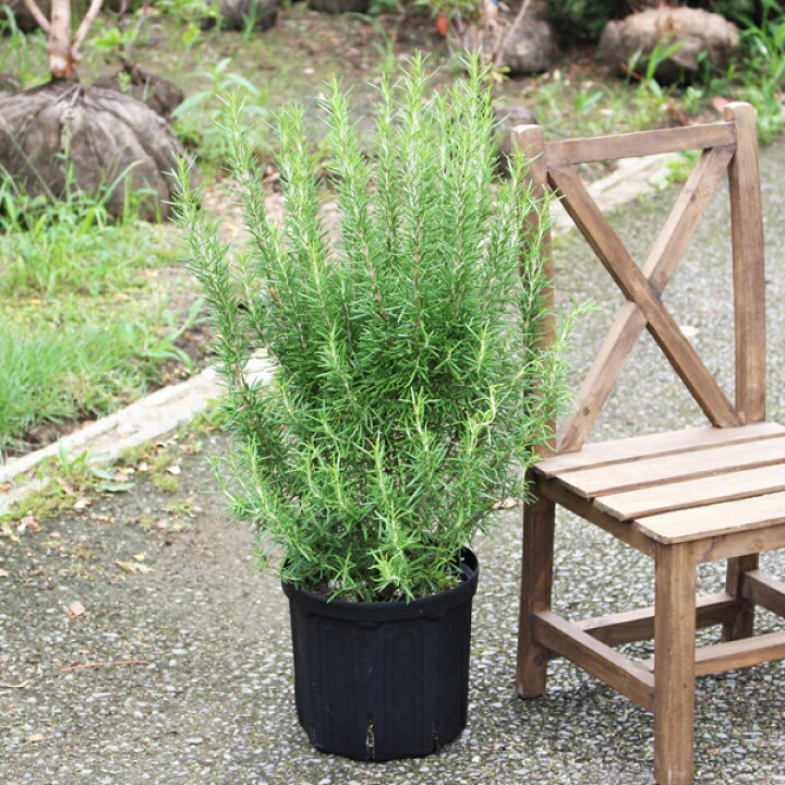 楽天市場 ローズマリー 立性 鉢植え 苗 苗木 ハーブ 送料無料 庭木 観葉植物 おしゃれ インテリア 中型 小型 ベランダ テラス バルコニー ハーブ 寒さに強い 花 ガーデン Diy 観葉植物のthe Green