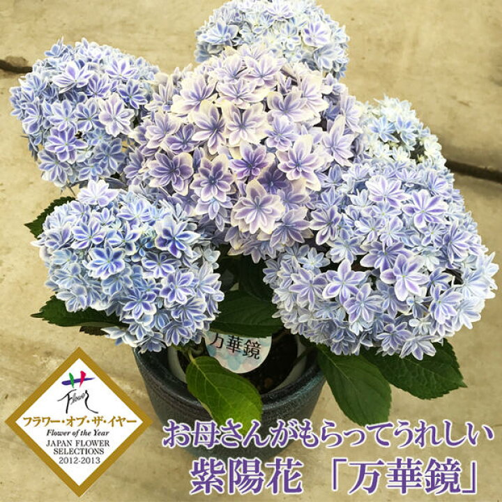 楽天市場 紫陽花 アジサイ 万華鏡 青色 送料無料 島根県オリジナル品種 マンゲキョウ あじさい 母の日ギフト 観葉植物 5月5日から5月8日にお届け 観葉植物のthe Green