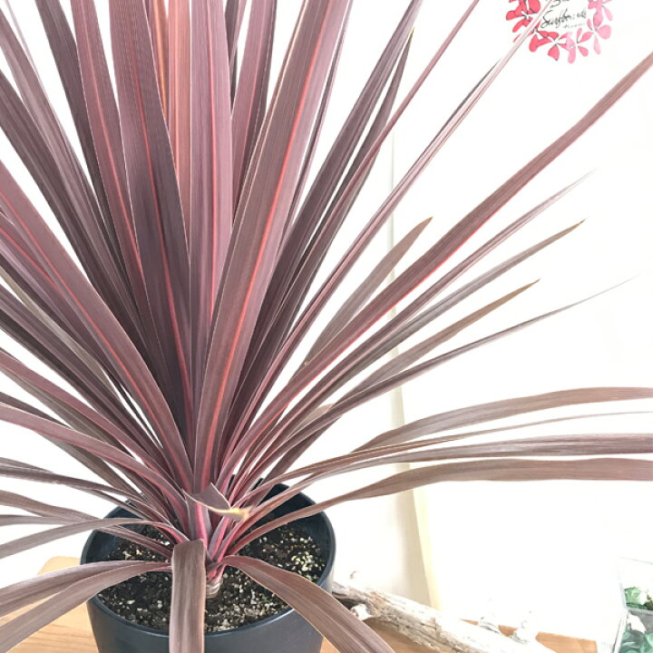 楽天市場 コルジリネ レッドスター ドラセナ 鉢植え 観葉植物 おしゃれ 庭 ベランダ 目隠し ブラック セラアート鉢 送料無料 観葉植物 中型 大型 花 ガーデン Diy 観葉植物のthe Green 楽天市場 コルジリネ レッドスター ドラセナ 鉢植え 観葉植物 おしゃれ 庭 ベランダ 目隠し ブラック セラアート鉢 送料無料 観葉植物 中型 大型 花 ガーデン Diy 観葉植物のthe Green