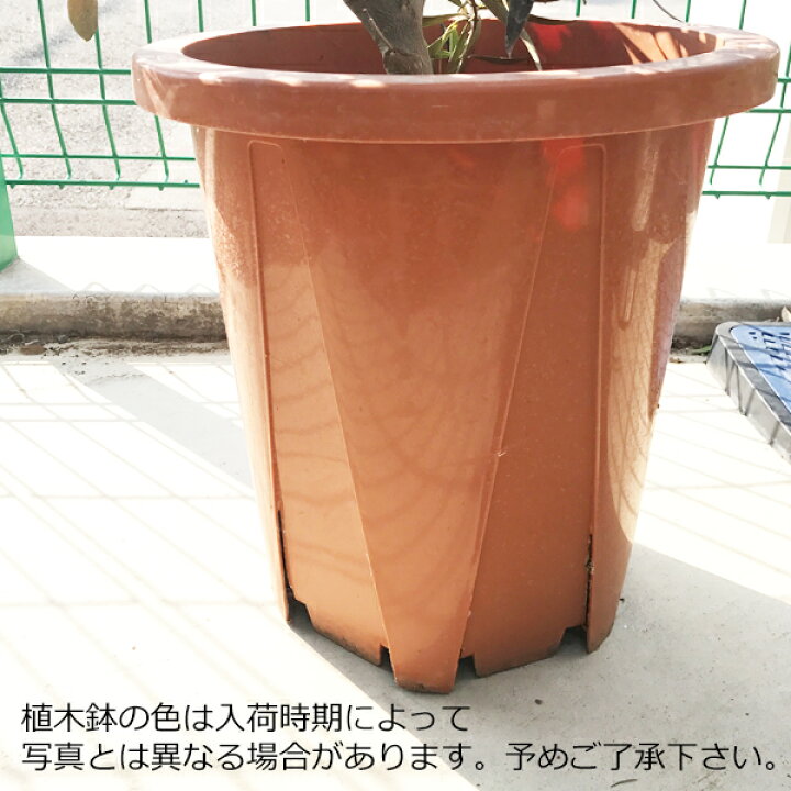 楽天市場】観葉植物 大型 オリーブ 10号鉢 法人様送料無料 庭木 鉢植え 