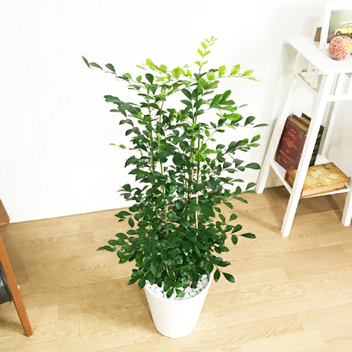 最新入荷 観葉植物 シルクジャスミン ゲッキツ 8号鉢 大型 室内用 インテリア おしゃれ