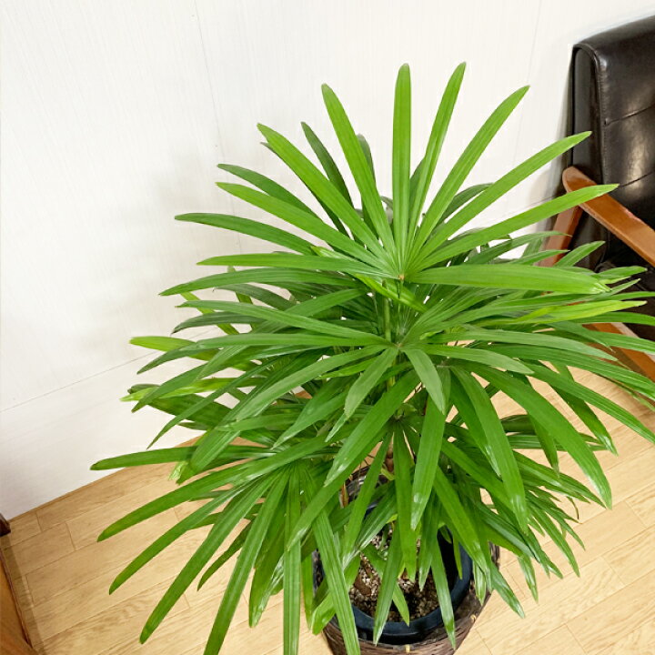 観葉植物 インテリア 2 8号 シュロチク 高さ約105センチ 超安い シュロチク