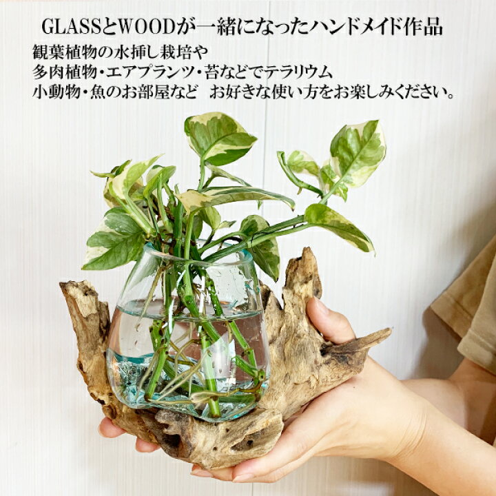 楽天市場 ガラスオブジェ アクアグラス アクア盆栽 テラリウム 観葉植物 送料無料 観葉植物 インテリア ハイドロカルチャー 観葉植物のthe Green