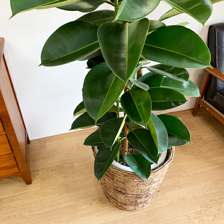 楽天市場】観葉植物 大型 ロブスター ゴムの木 バナナリーフ鉢カバー付 