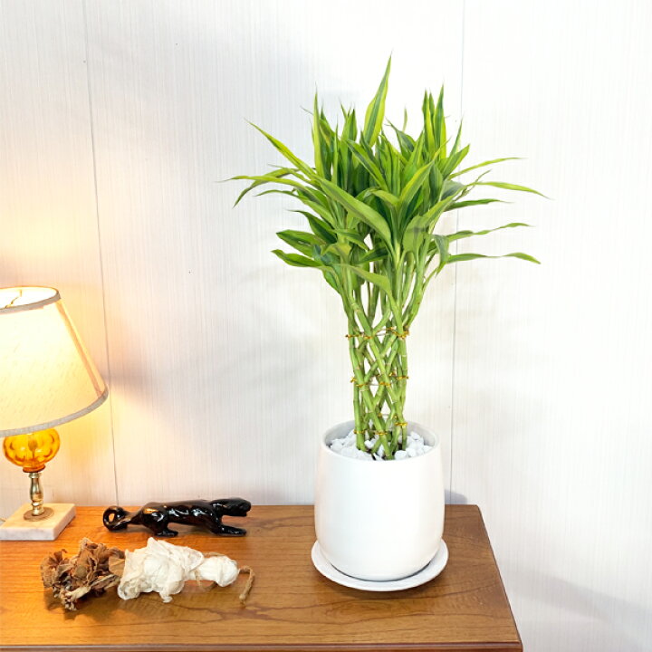 楽天市場 ミリオンバンブー 陶器鉢植え 送料無料 観葉植物 ドラセナ 幸運の竹 中型 お祝い 花 ガーデン Diy 花 観葉植物 観葉植物 インテリア 観葉植物のthe Green