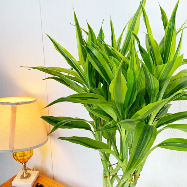 楽天市場 ミリオンバンブー 陶器鉢植え 送料無料 観葉植物 ドラセナ 幸運の竹 中型 お祝い 花 ガーデン Diy 花 観葉植物 観葉植物 インテリア 観葉植物のthe Green