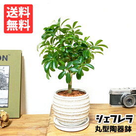 シェフレラ 丸型陶器鉢植え 卓上サイズ bonsaibowl 観葉植物 送料無料 ミニサイズ 小型 インテリア