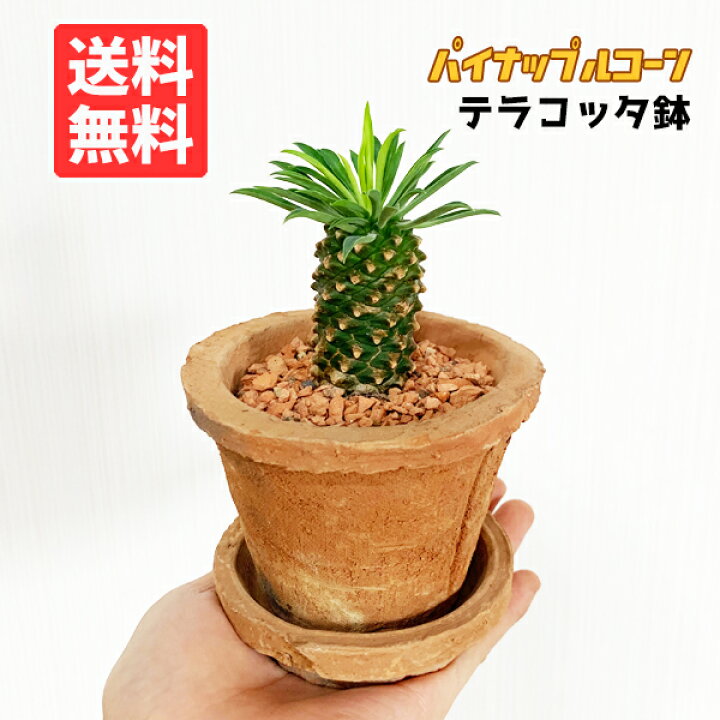 楽天市場 パイナップルコーン テラコッタ鉢植え 蘇鉄麒麟 ソテツキリン ユーフォルビア 観葉植物 おしゃれ 多肉植物 サボテン ミニ 小型 インテリア 観葉植物のthe Green