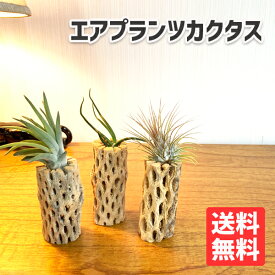 楽天市場 カクタス スケルトンの通販 楽天市場 カクタス スケルトンの通販