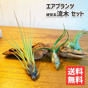 観葉植物 マングローブの人気商品 通販 価格比較 価格 Com