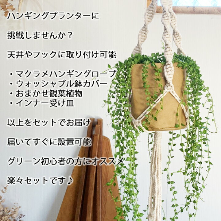 楽天市場 吊るして飾る 観葉植物 ハンギング お任せ セット プラントハンガー コットン クラフト 送料無料 吊り下げ ハンギング 吊るす マクラメ プラントハンギング 観葉植物のthe Green