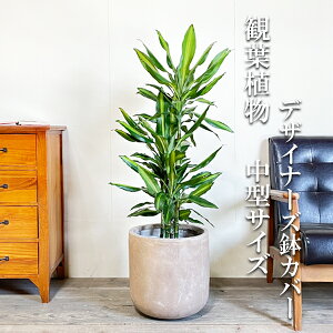 hZi WF ɋK̖ 8 nCO[hJo[t AbVuE  ϗtA  ^ ^ CeA hZi K̖ ɐ