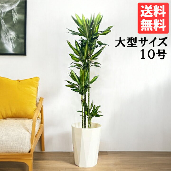 楽天市場】観葉植物 大型 ドラセナ ジェレ 10号 法人様送料無料 寒さに  