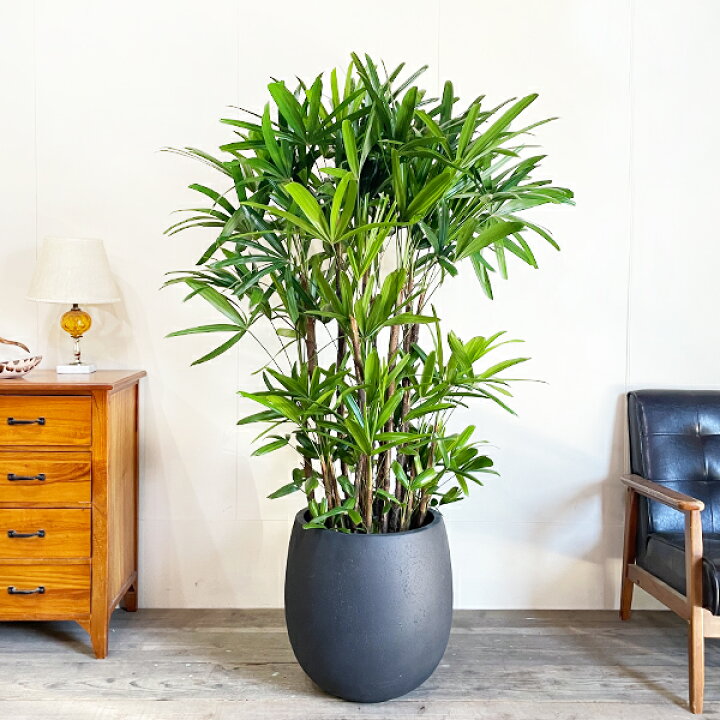 楽天市場】観葉植物 大型 カンノンチク 観音竹 バルーン型 