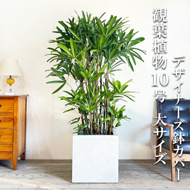 楽天市場】観葉植物 大型 カンノンチク 観音竹 キューブ型 