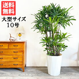 観葉植物 大型 カンノンチク 観音竹 10号 法人様送料無料 寒さに強い おしゃれ 尺鉢 大鉢 10号鉢 大サイズ　大きいサイズ ハワイ インテリア