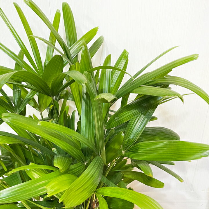 楽天市場 カンノンチク 観音竹 8号 鉢カバー付き 送料無料 寒さに強い 観葉植物 おしゃれ 中型 大型 インテリア 観葉植物のthe Green