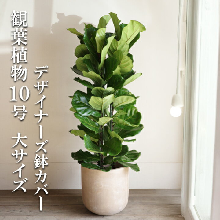 楽天市場】観葉植物 大型 カシワバゴム ゴムの木 フィカス リラータ 
