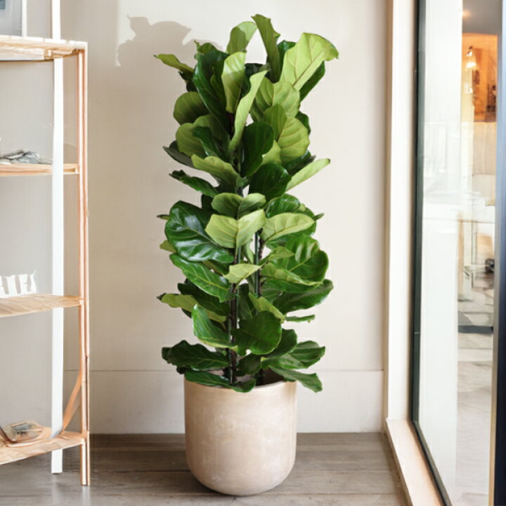 楽天市場】観葉植物 大型 カシワバゴム ゴムの木 フィカス リラータ 